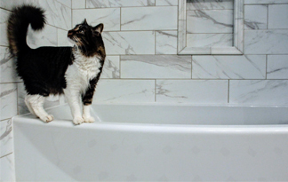 Bild: Katze auf Badewannenrand
