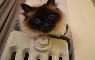 Bild: Katze auf Heizung (Badezimmer)