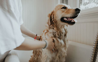 Bild: Ein Hund lässt sich in einer Badewanne waschen